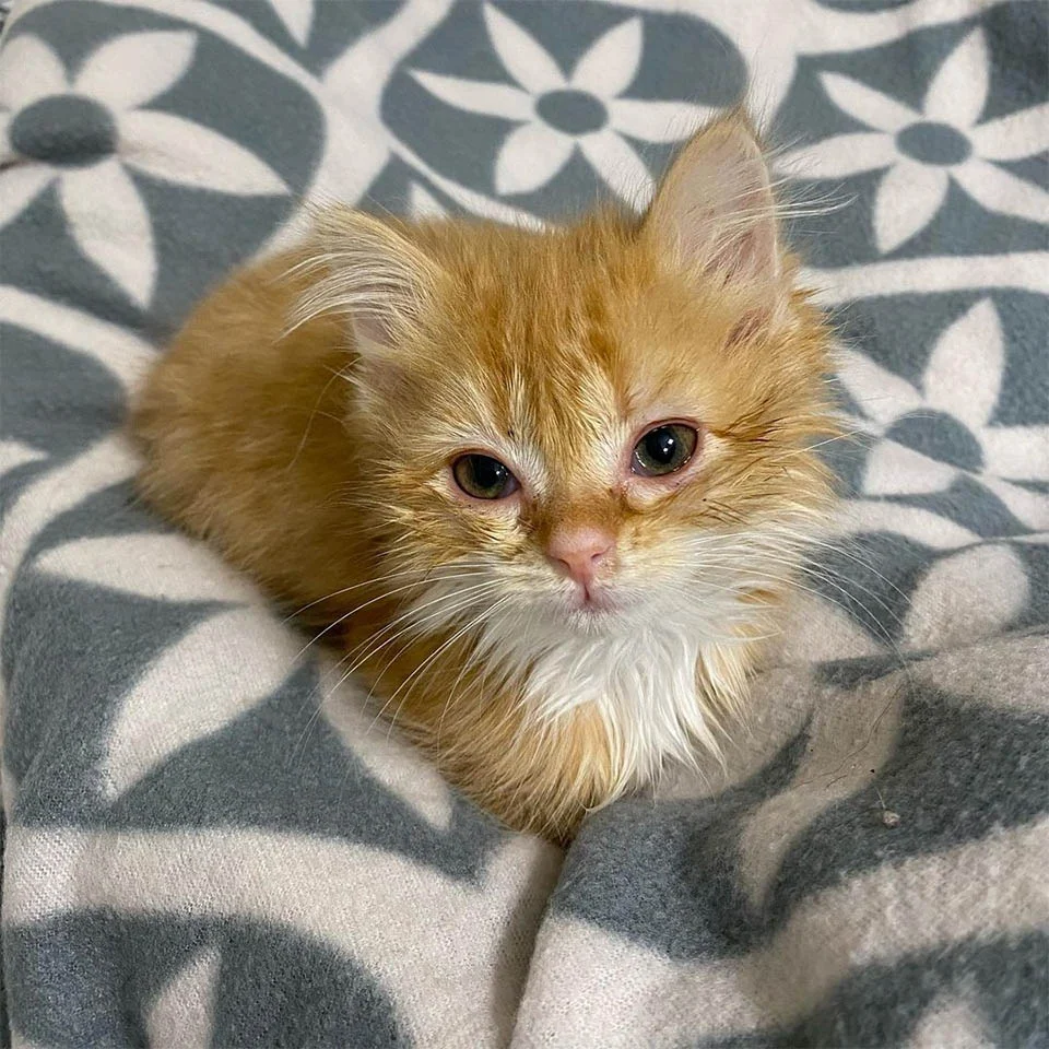Pequeño gato