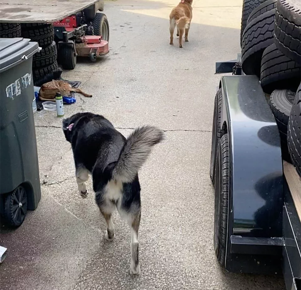Perrita abraza y cuida a un ciervo bebé enfermo encontrado en el jardín hasta que se recupere 2 Perrita abraza ciervo