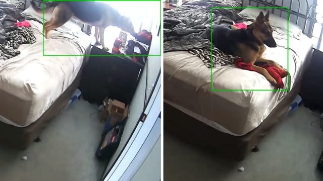 Perrita acurruca ropa mamá no está casa