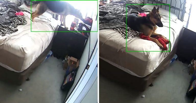 Perrita se acurruca en la ropa de mamá para encontrar consuelo cuando está fuera