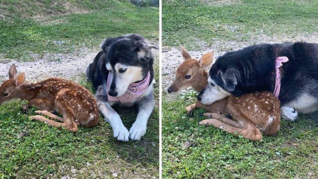 Perrita cuida abraza ciervo bebé