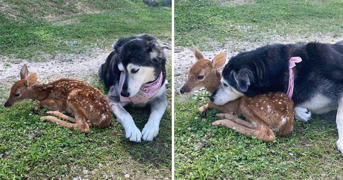 Perrita cuida abraza ciervo bebé