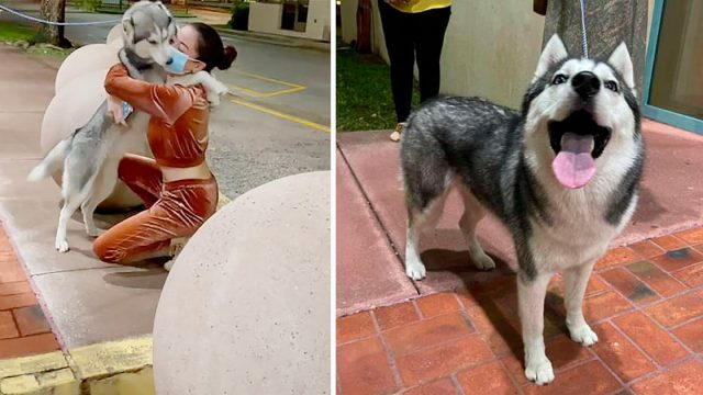 Perrita desaparecida no puede contener su emoción al reunirse con su mamá