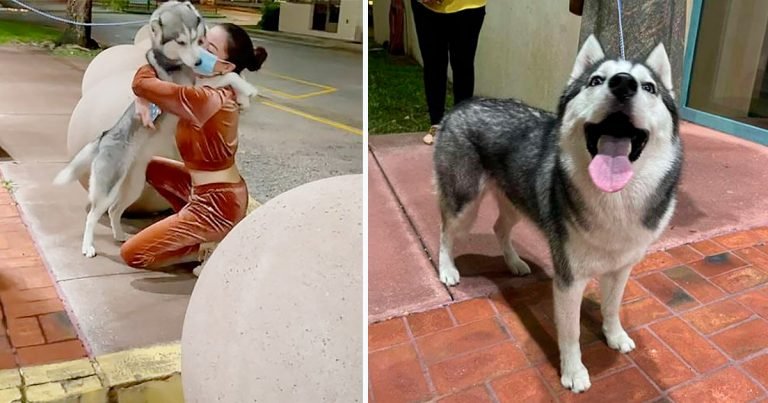 Perrita desaparecida no puede contener su emoción al reunirse con su mamá