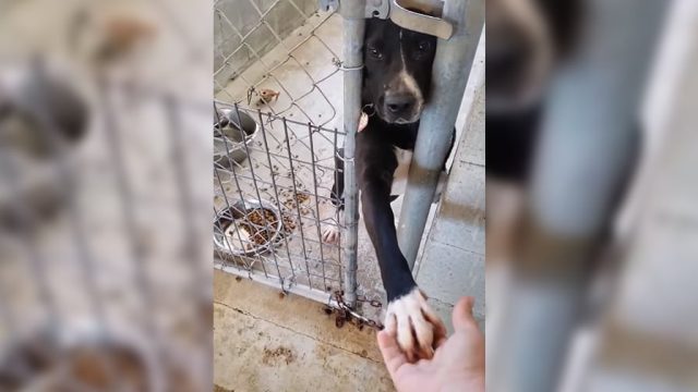 Perro sienta refugio pidiendo tomar mano personas