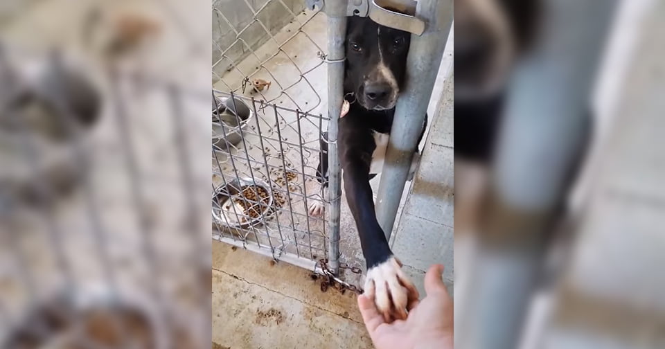 Perro sienta refugio pidiendo tomar mano personas