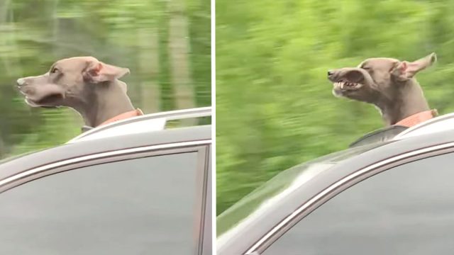 Cachorro gran danés ama asomar la cabeza por la ventanilla del auto para hacer muecas
