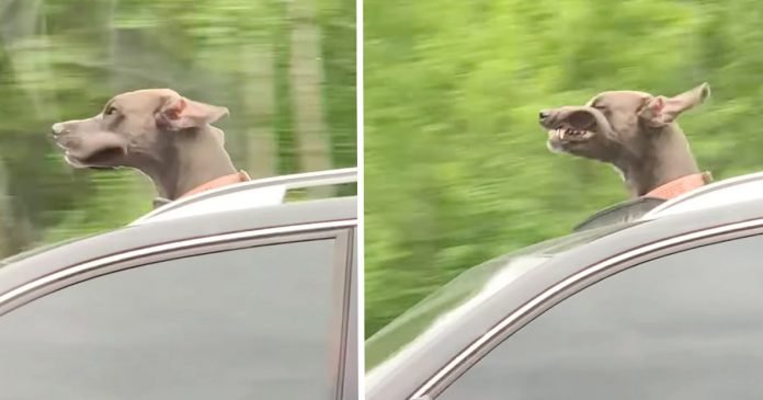 Cachorro gran danés ama asomar la cabeza por la ventanilla del auto para hacer muecas