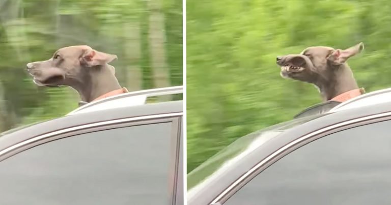 Cachorro gran danés ama asomar la cabeza por la ventanilla del auto para hacer muecas