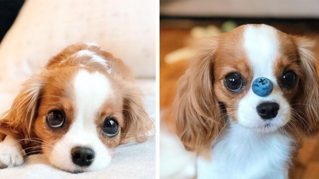 Este perrito de 2 años es tan pequeño que aún parece un cachorro