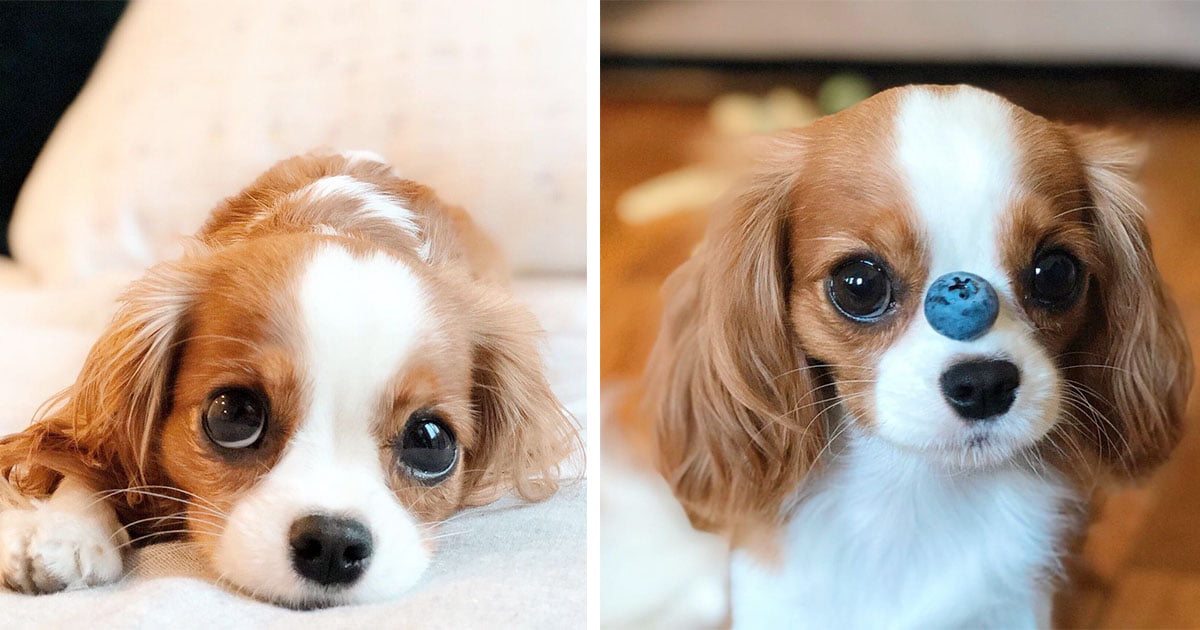 Este perrito de 2 años es tan pequeño que aún parece un cachorro