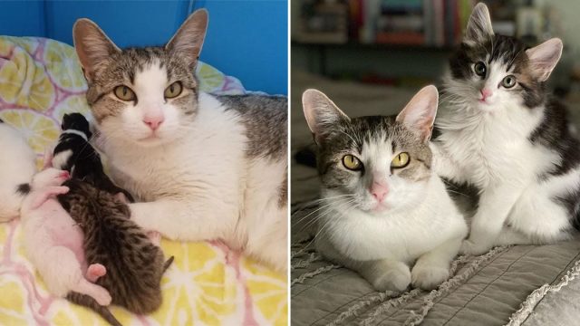 Gata se acerca a una mujer