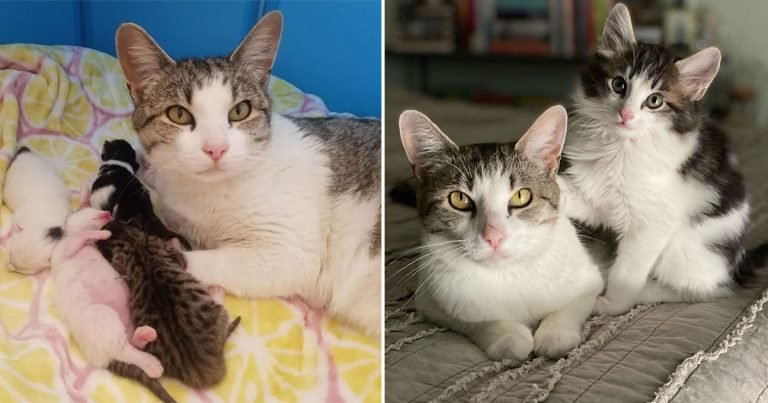 Gata se acerca a una mujer en busca de ayuda para que sus gatitos tuvieran una vida mejor