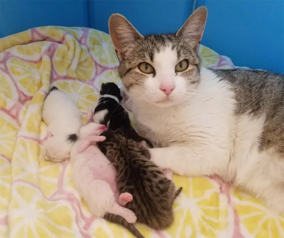 Gata se acerca pidiendo ayuda