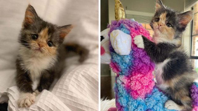 Gatita con una increíble voluntad de vivir se ha convertido en una adorable calicó