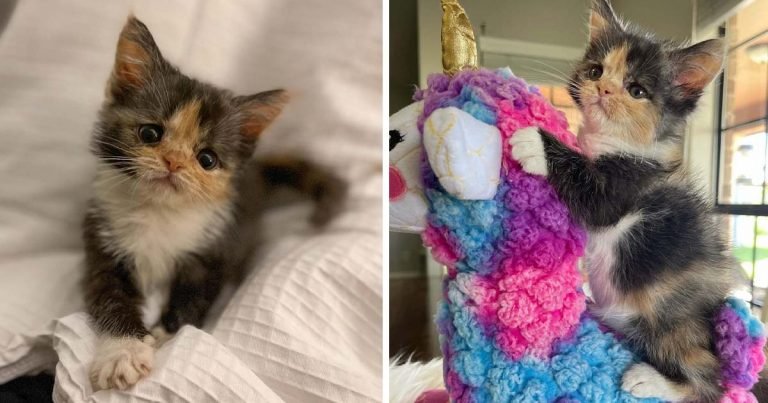 Gatita con una increíble voluntad de vivir se ha convertido en una adorable calicó