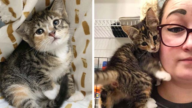 Gatita encontrada como salvaje se sube al hombro de una mujer y decide que es de la familia