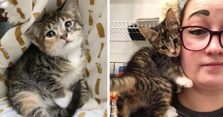 Gatita encontrada como salvaje se sube al hombro de una mujer y decide que es de la familia