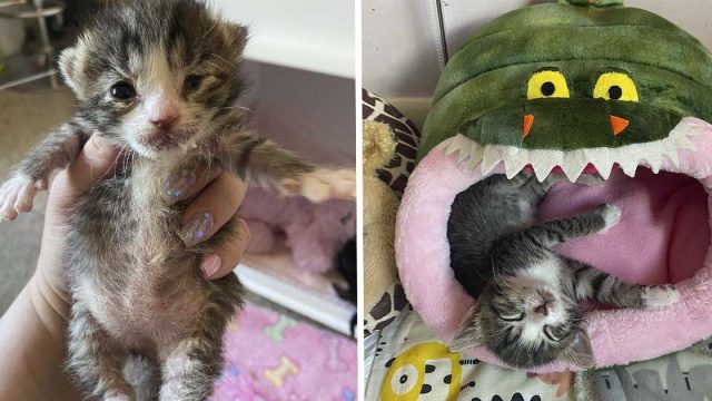 Gatita que perdió a sus hermanos se transforma en una gata pegajosa