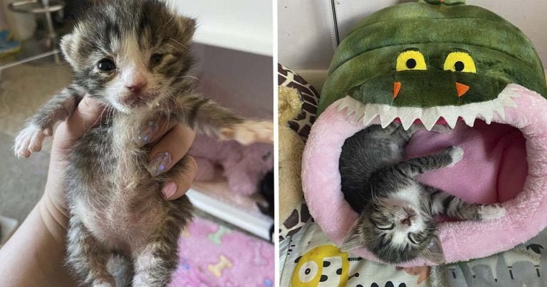 Gatita que perdió a sus hermanos se transforma en una gata pegajosa