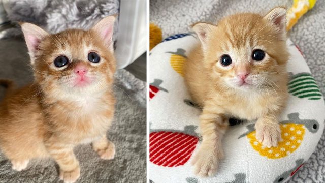 Gatita rescatada se convierte en una adorable gata gracias a la amabilidad de esta familia