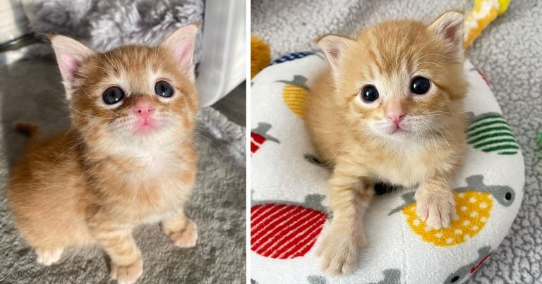 Gatita rescatada se convierte en una adorable gata gracias a la amabilidad de esta familia