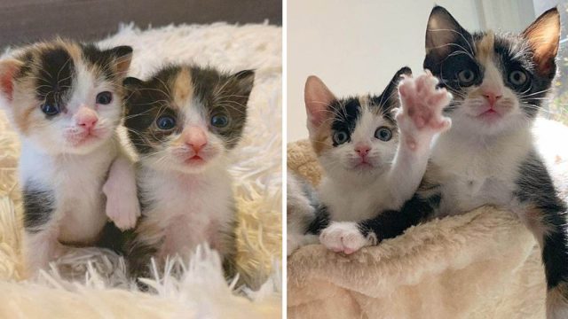 Gatitas encontradas carretera insisten permanecer juntas