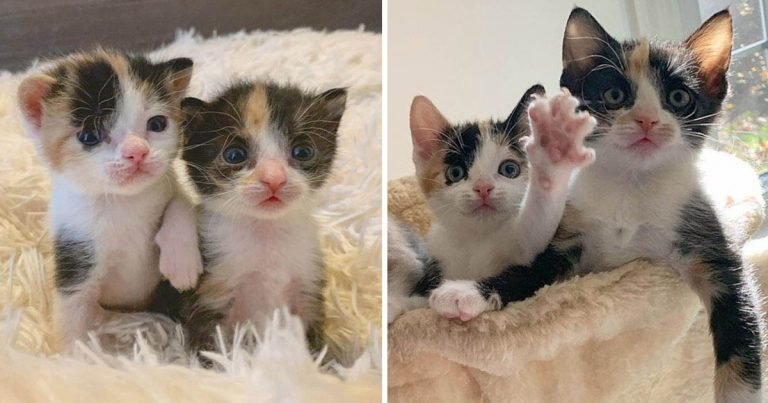Gatitas encontradas cerca de la carretera, se cuidan e insisten en permanecer juntas