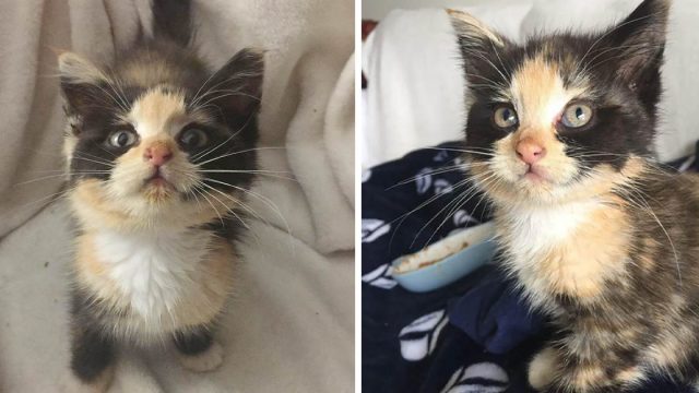 Gatito está feliz de tener un regazo después de ser encontrado en un contenedor