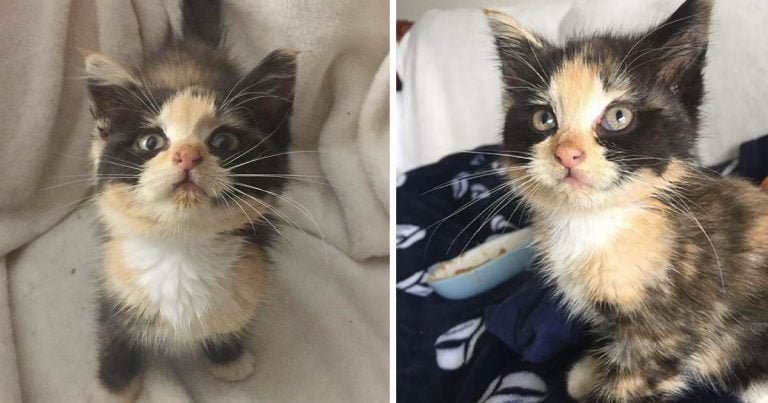 Gatita está feliz de tener un regazo después de ser encontrada en un contenedor