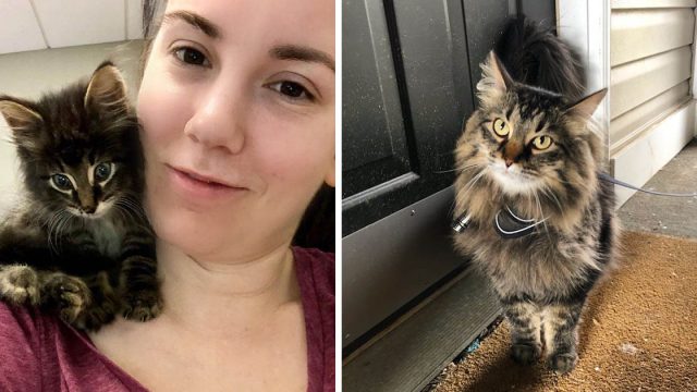 Gatito sale de una zanja y encuentra su camino hacia el corazón de una mujer