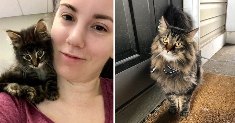 Gatito sale de una zanja y encuentra su camino hacia el corazón de una mujer