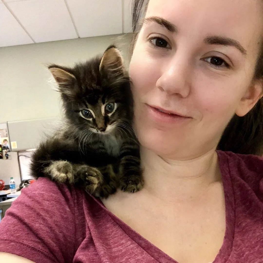 Gatito sale de una zanja