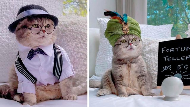 Gato encuentra un nuevo hogar y se convierte en una sensación en internet con sus lindos atuendos