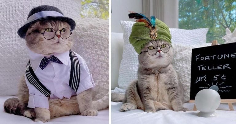 Gato encuentra un nuevo hogar y se convierte en una sensación en internet con sus lindos atuendos
