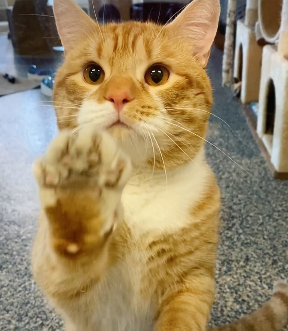 Gato saluda a los visitantes en el refugio con la esperanza de que alguien lo lleve a casa 3 Gato saluda visitantes