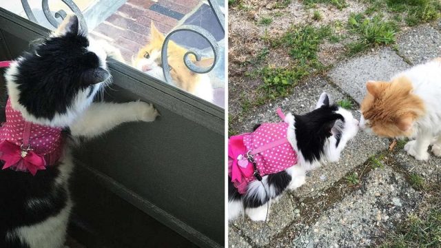 Gato vecino visita gata todos dias