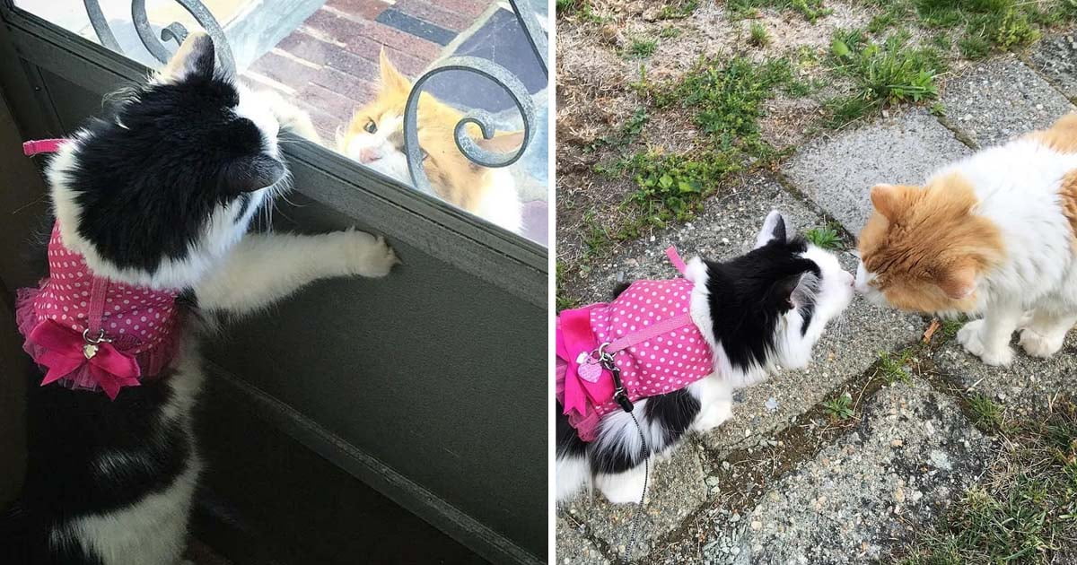 Gato vecino visita gata todos dias