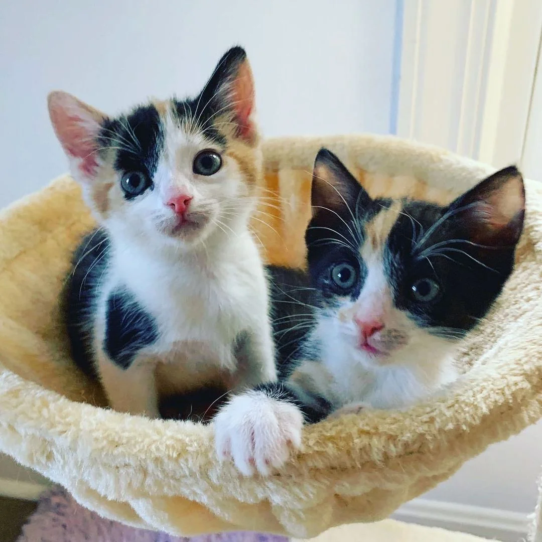 Hermosas gatitas