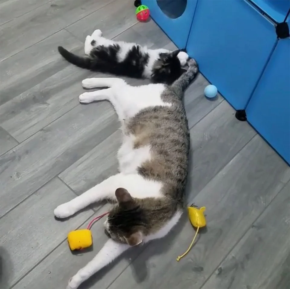 Hunter jugando con Jade