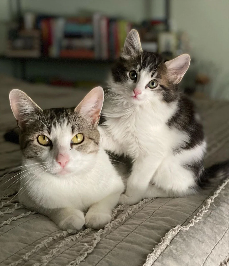 Jade adoptada junto Hunter