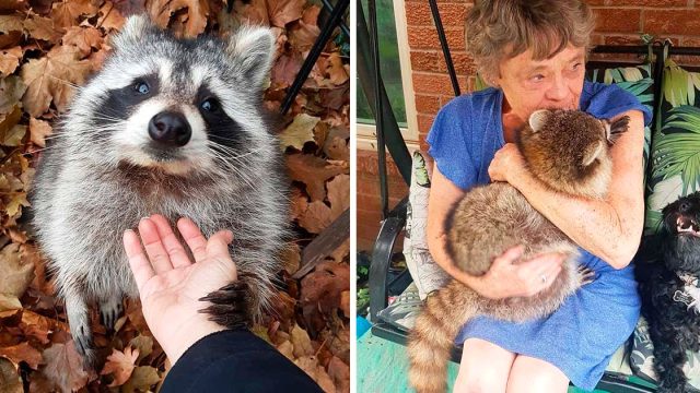 Mapache todavía regresa para visitar a la mujer que lo salvó hace 3 años