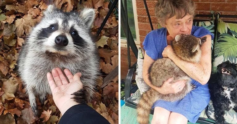 Mapache todavía regresa para visitar a la mujer que lo salvó hace 3 años