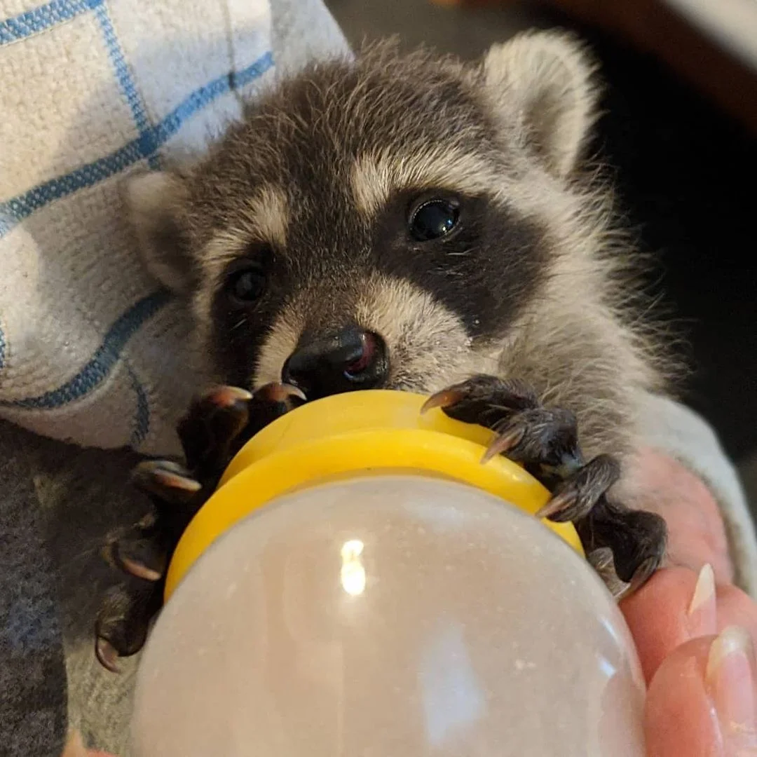 Mapache tomando biberón