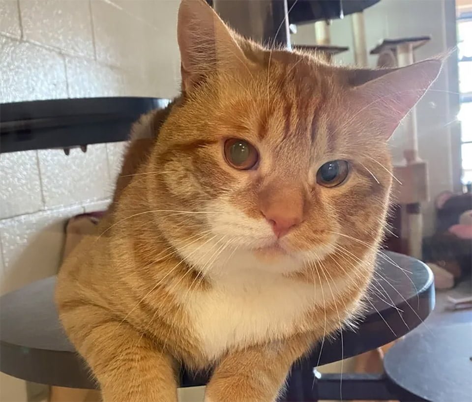 Gato saluda a los visitantes en el refugio con la esperanza de que alguien lo lleve a casa 5 Mayhem relajado