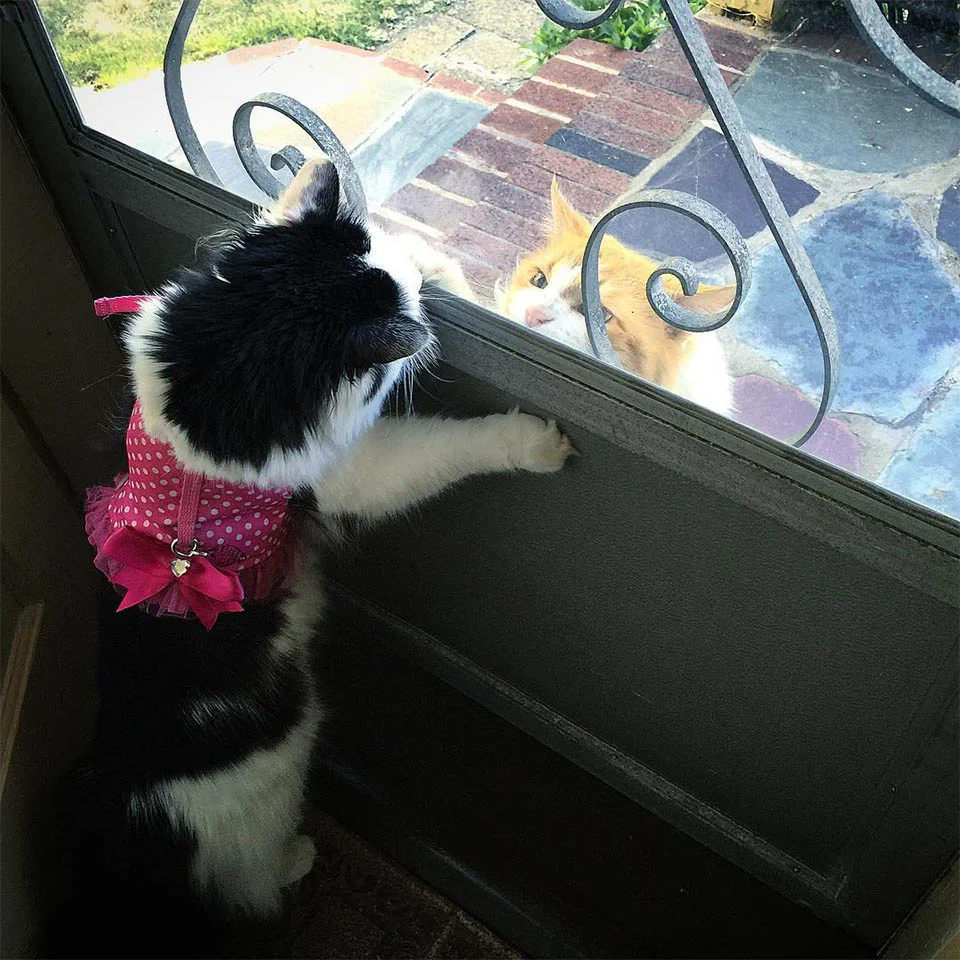 Scottie esperando a Sophie