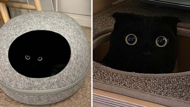 Este gato es tan adorable y peculiar que se está apoderando de Internet