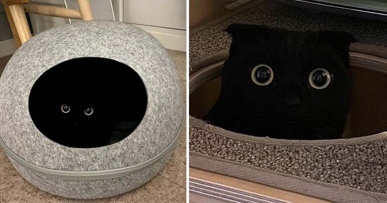 Este gato es tan adorable y peculiar que se está apoderando de Internet