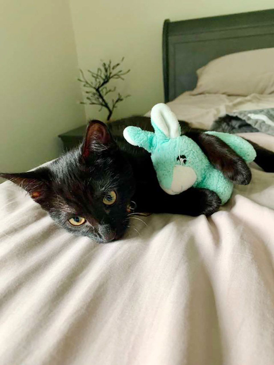 Gatito y su juguete de peluche