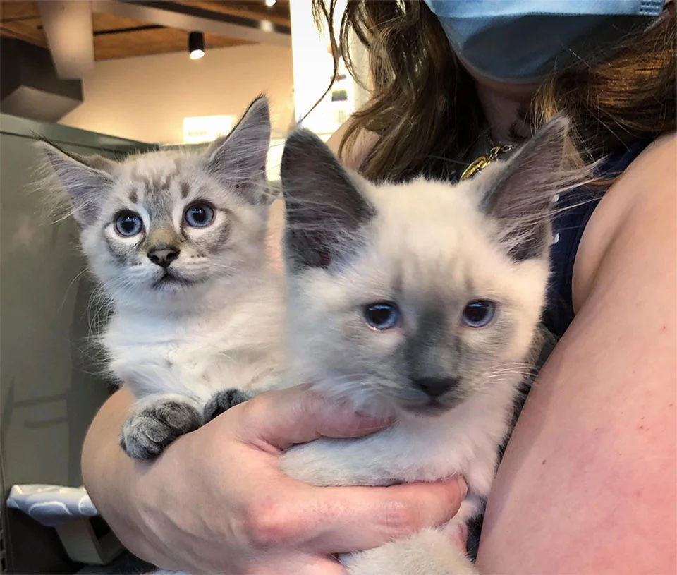 Gatitos jóvenes